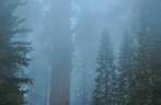Escondida na neblina, a maior árvore do mundo no Sequoia National Park,  na Califórnia - EUA